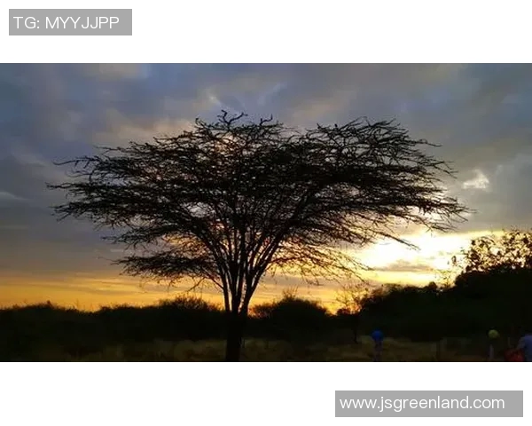 马夫罗季的传奇人生与艺术成就探秘之旅